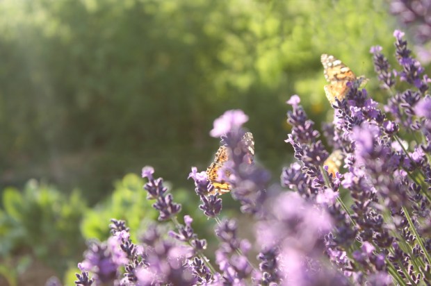 3619831783_85ab42301c_b