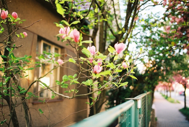 magnolia-frana-mojtu-jar