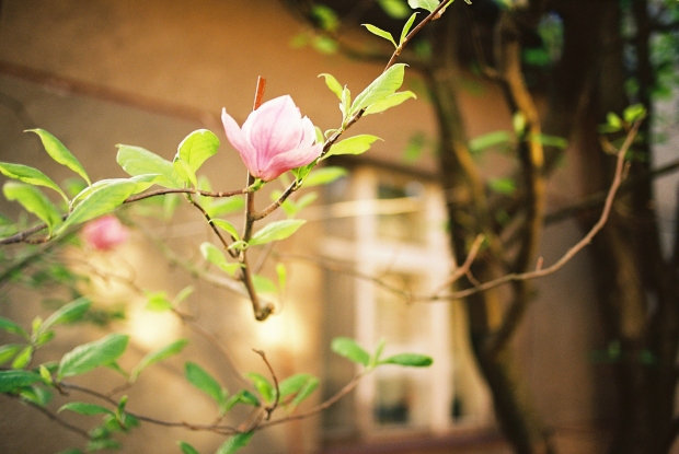 magnolia-frana-mojtu