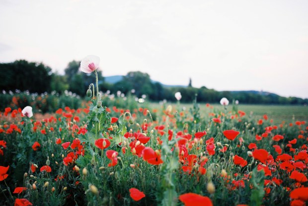 makove-pole-cakajovce