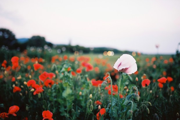 makove-pole-za-drazovcami