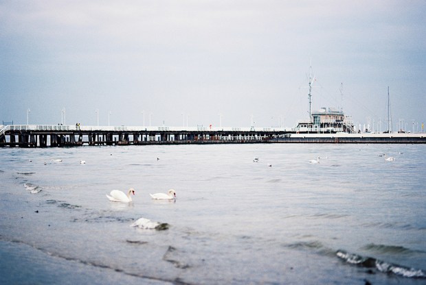 24-swans-in-sopot