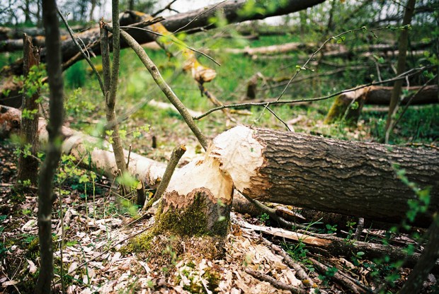 34-rezerwat-przyrody-mewia-lacha