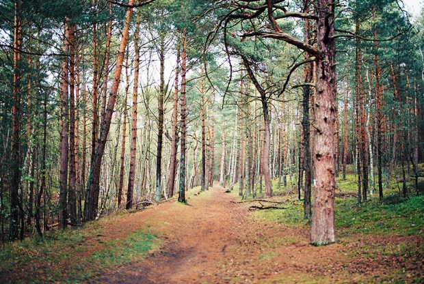 5-hel-forest