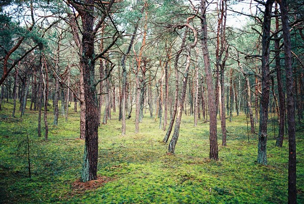 7-hel-forest